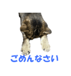 むぎとごま（個別スタンプ：5）
