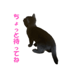むぎとごま（個別スタンプ：7）