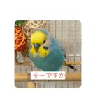 インコチャン（個別スタンプ：1）