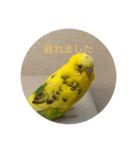 インコチャン（個別スタンプ：2）