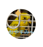 インコチャン（個別スタンプ：3）