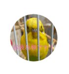 インコチャン（個別スタンプ：4）