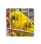 インコチャン（個別スタンプ：6）
