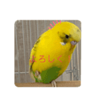 インコチャン（個別スタンプ：7）