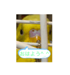 インコチャン（個別スタンプ：8）
