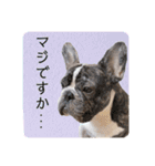 フレブルOGAIの毎日スタンプ（個別スタンプ：25）