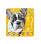フレブルOGAIの毎日スタンプ（個別スタンプ：27）