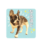 フレブルOGAIの毎日スタンプ（個別スタンプ：37）