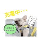 5匹のフレンチブル、時々ボストン（個別スタンプ：15）