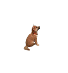 柴犬のテト1（個別スタンプ：1）