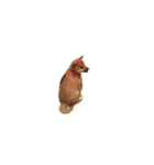柴犬のテト1（個別スタンプ：2）