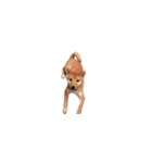柴犬のテト1（個別スタンプ：3）