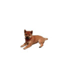 柴犬のテト1（個別スタンプ：4）