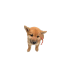 柴犬のテト1（個別スタンプ：5）
