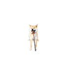 柴犬のテト1（個別スタンプ：7）