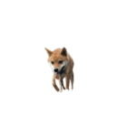 柴犬のテト1（個別スタンプ：8）