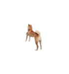 柴犬のテト1（個別スタンプ：9）