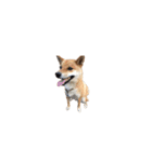 柴犬のテト1（個別スタンプ：10）
