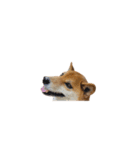 柴犬のテト1（個別スタンプ：11）