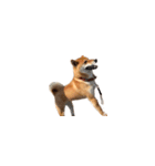 柴犬のテト1（個別スタンプ：12）