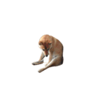 柴犬のテト1（個別スタンプ：13）
