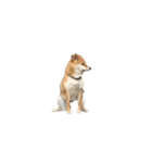 柴犬のテト1（個別スタンプ：14）