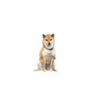 柴犬のテト1（個別スタンプ：15）