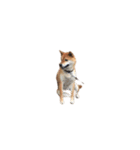 柴犬のテト1（個別スタンプ：16）