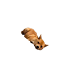 柴犬のテト1（個別スタンプ：17）