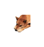 柴犬のテト1（個別スタンプ：20）