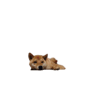 柴犬のテト1（個別スタンプ：22）