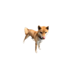 柴犬のテト1（個別スタンプ：23）