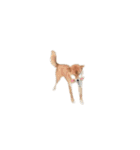 柴犬のテト1（個別スタンプ：24）