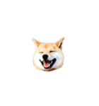 柴犬のテト1（個別スタンプ：25）
