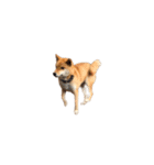 柴犬のテト1（個別スタンプ：26）