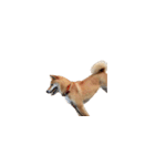 柴犬のテト1（個別スタンプ：28）