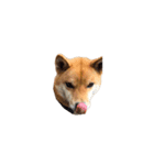 柴犬のテト1（個別スタンプ：29）