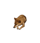 柴犬のテト1（個別スタンプ：31）