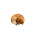 柴犬のテト1（個別スタンプ：32）