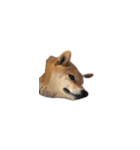 柴犬のテト1（個別スタンプ：34）