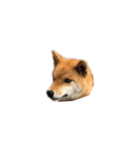 柴犬のテト1（個別スタンプ：35）