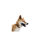 柴犬のテト1（個別スタンプ：36）