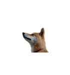 柴犬のテト1（個別スタンプ：37）
