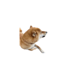 柴犬のテト1（個別スタンプ：38）