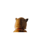 柴犬のテト1（個別スタンプ：39）