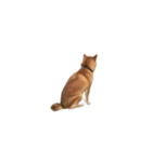 柴犬のテト1（個別スタンプ：40）