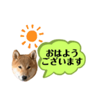 大福の大ちゃん柴犬スタンプ（個別スタンプ：1）