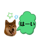 大福の大ちゃん柴犬スタンプ（個別スタンプ：3）