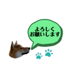 大福の大ちゃん柴犬スタンプ（個別スタンプ：4）