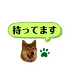 大福の大ちゃん柴犬スタンプ（個別スタンプ：5）